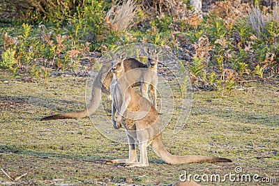 Forester Kangaroo Macropus giganteus one of the biggest kangaroos. Stock Photo