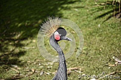Maribou Stork in theBird Garden at Beautiful Country House near Leeds West Yorkshire that is not National Trust Stock Photo