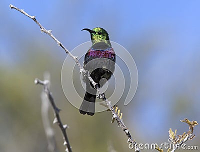 Marico Sunbird - Namibia Stock Photo