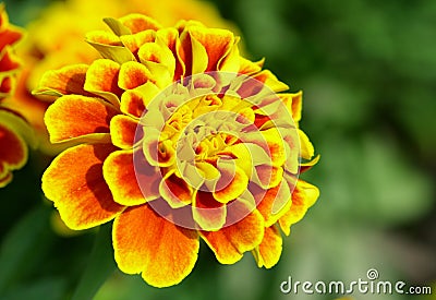 Marigold Stock Photo