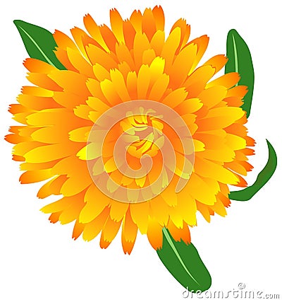 Marigold Vector Illustration