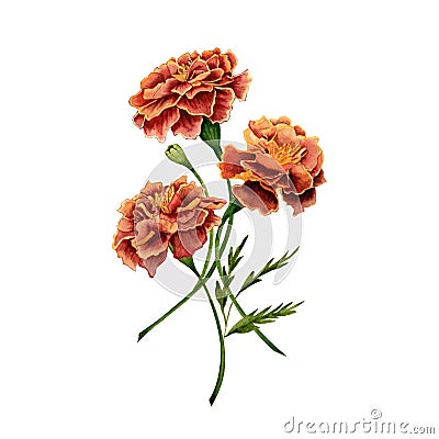 Marigold also known as tagetes flowers watercolor illustration design on white background Cartoon Illustration