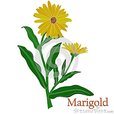 Marigold, calendula. Illustration of a plant in a vector with flowers. Stock Photo