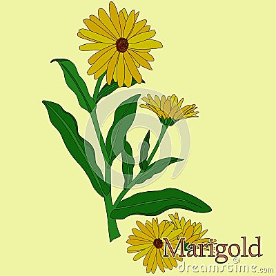 Marigold, calendula. Illustration of a plant in a vector with flowers. Stock Photo