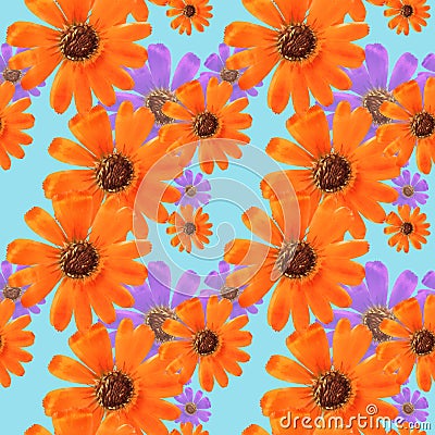 Marigold, calendula. Illustration, texture of flowers. Seamless Stock Photo