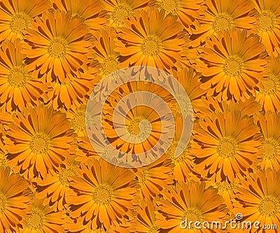 Marigold Calendula Pattern Stock Photo