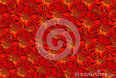 Marigold Calendula Red Pattern Stock Photo