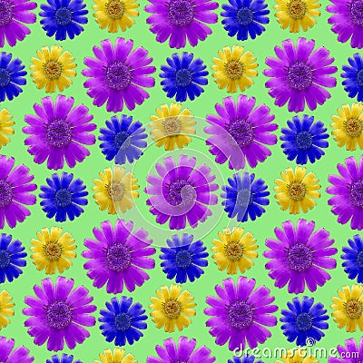 Marigold, calendula. Seamless pattern texture of flowers. Floral Stock Photo
