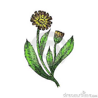 marigold calendula sketch hand drawn vector Vector Illustration