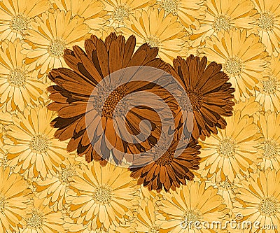 Marigold Calendula Trio Stock Photo