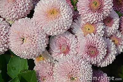 English Daisy Chrysanthemum Stock Photo