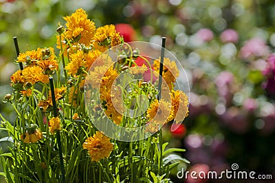 Marigold Stock Photo