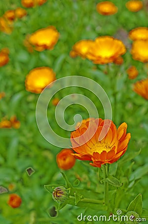 Marigold flower Stock Photo