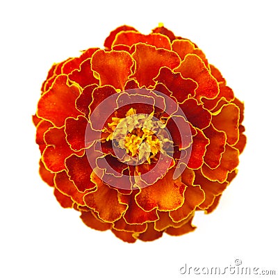 Marigold flower Stock Photo