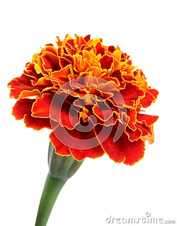 Marigold flower Stock Photo