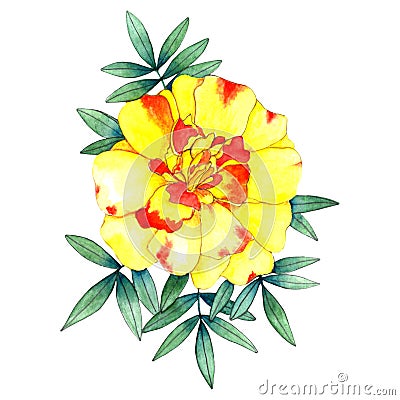 Marigold flower Cartoon Illustration