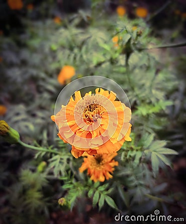 Marigold flower Stock Photo