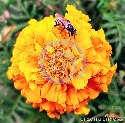 Marigold flower Stock Photo