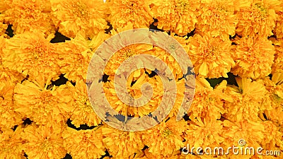 Marigold flower Stock Photo