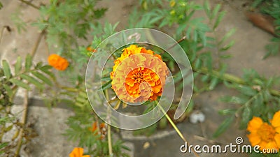 Marigold flower Stock Photo