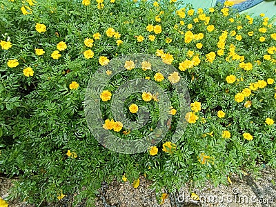 Marigold flower Gada Genda at garden Stock Photo
