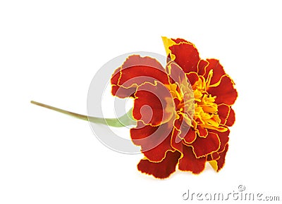 Marigold flower Stock Photo