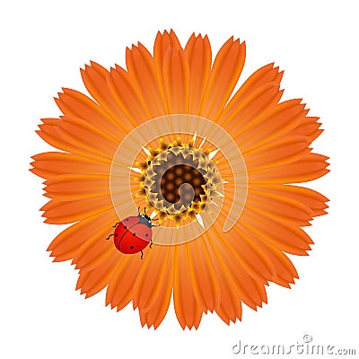 A marigold flower with ladybug on a white background. Vector Illustration