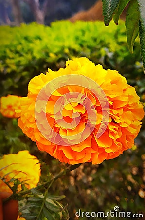 Marigold flower with mobile clik at siraha nepal Stock Photo