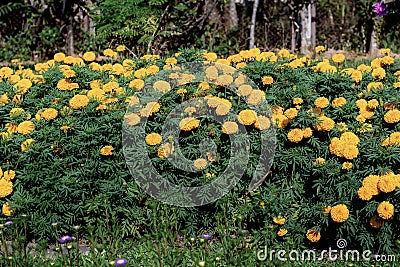 Marigold flower on plantaion. Stock Photo