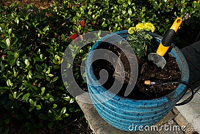 Marigold flower planting in a big blue pot Stock Photo