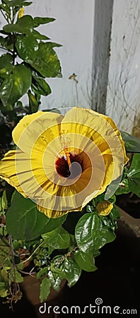 Marigold flower in sita park chs mira road Stock Photo