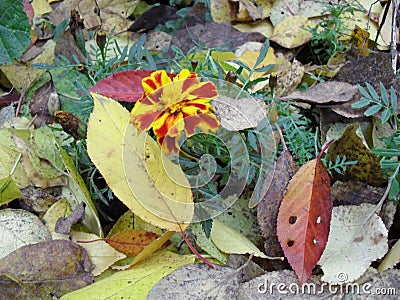 Marigold flowers autumn bloom garden yellow leaves Stock Photo