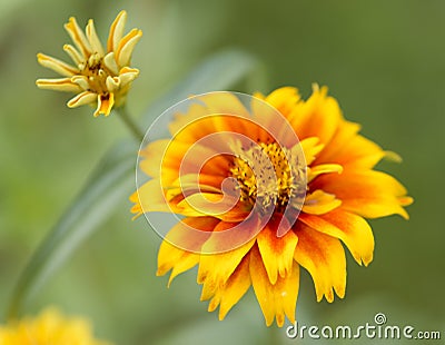 Marigold flowers Stock Photo