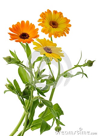 Marigold flowers calendula officinalis isolated without shadow Stock Photo