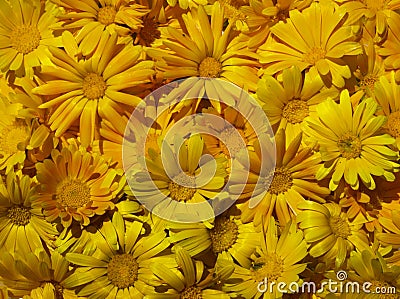 Marigold flowers Stock Photo