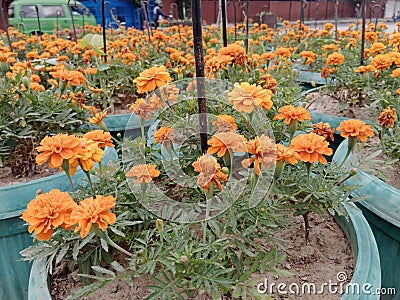 Marigold Flowers: Colorful, Medicinal, and Versatile, Blur background Stock Photo