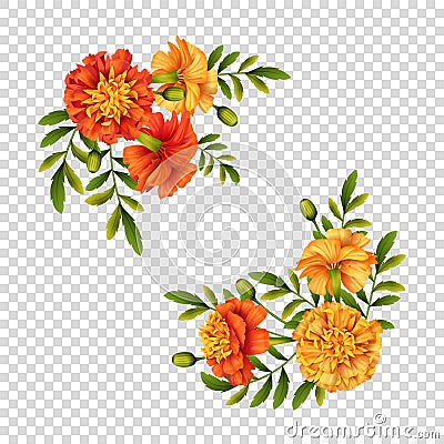 Marigold Flowers Design Vector Illustration