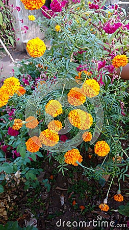 Marigold flowers Stock Photo