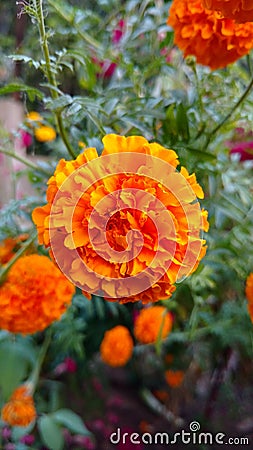Marigold flowers Stock Photo