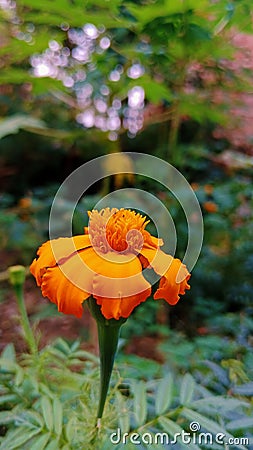 marigold flowers in the field flo Stock Photo