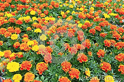 Marigold Flowers Stock Photo