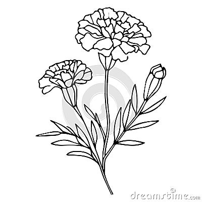 Marigold flowers illustration coloring page, simplicity, Embellishment, monochrome, vector art, Outline print with marigold Vector Illustration