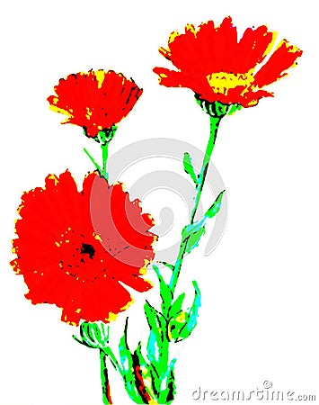 Marigold flowers medical calendula poster floral flower illustrations sketch Cartoon Illustration