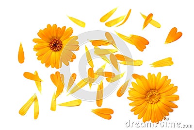 Marigold flowers with petals isolated on white background. calendula flower. top view Stock Photo