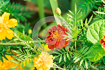 Marigold flowers photographed in a flower bed Stock Photo