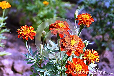 Marigold flowers Stock Photo