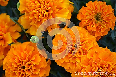 Marigold flowers Stock Photo