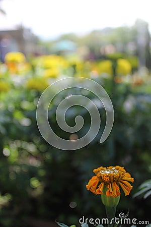 Marigold, (genus Tagetes), genus of about 50 species of annual herbs of the aster family (Asteraceae) Stock Photo