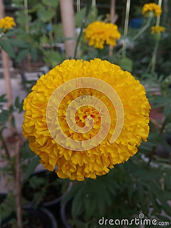 Marigold Stock Photo