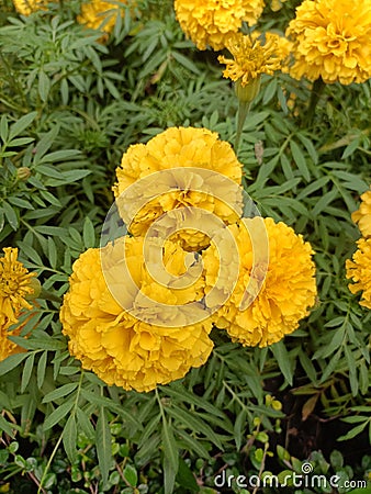 Marigold on leaf in bkk Stock Photo